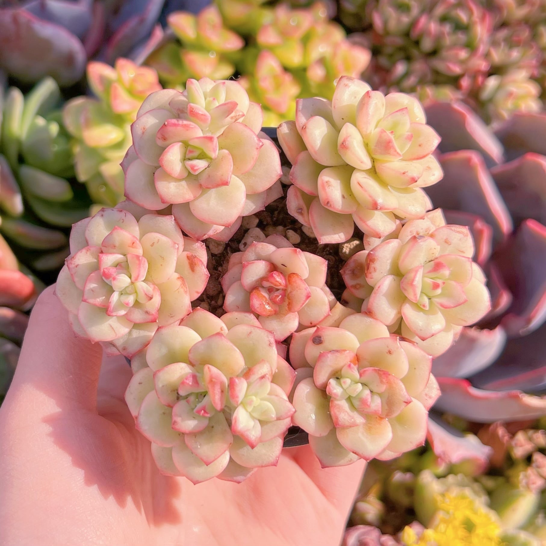 現品　タンゴ錦#602　るる農園