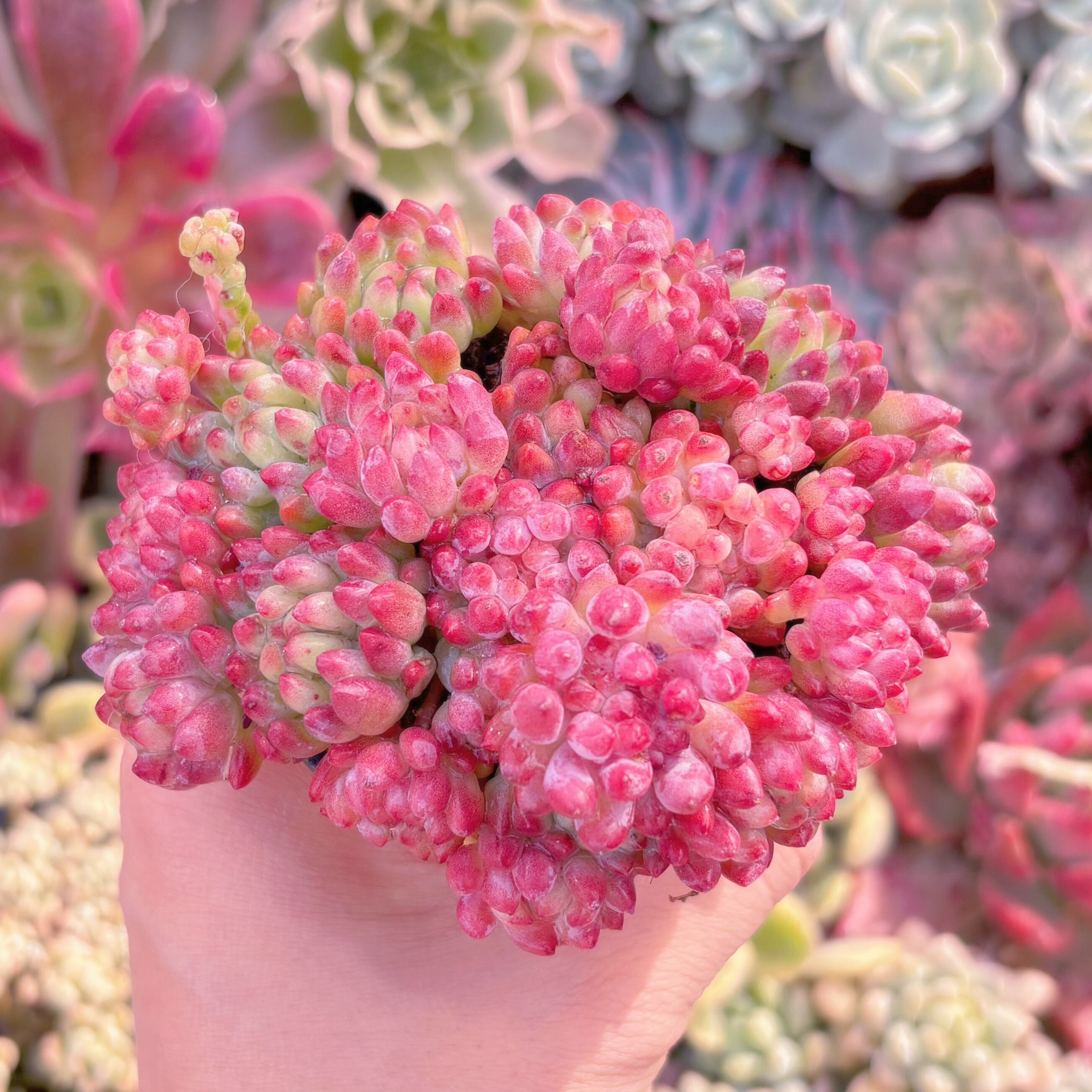 現品　花火#722　新入荷　るる農園