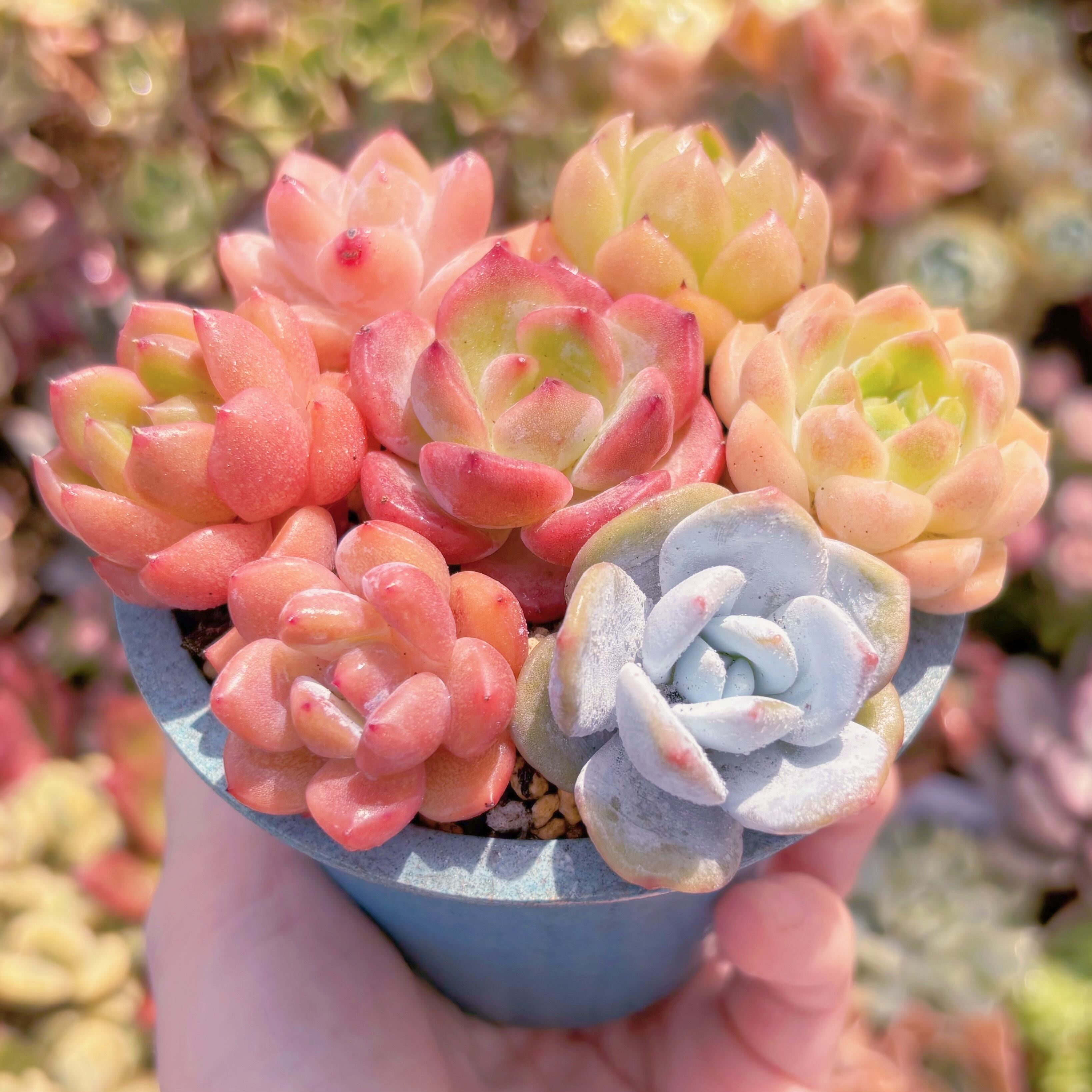 ☆ 初心者向け7苗セット☆ | るる農園~多肉植物専門