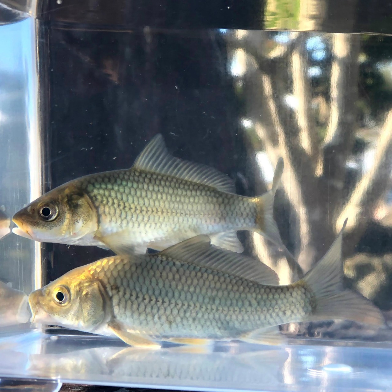（淡水魚）養殖　コイ　10～16ｃｍ±（1匹）【生体】
