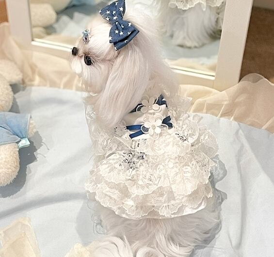 《予約》№3102312 スケルトンスカートワンピ