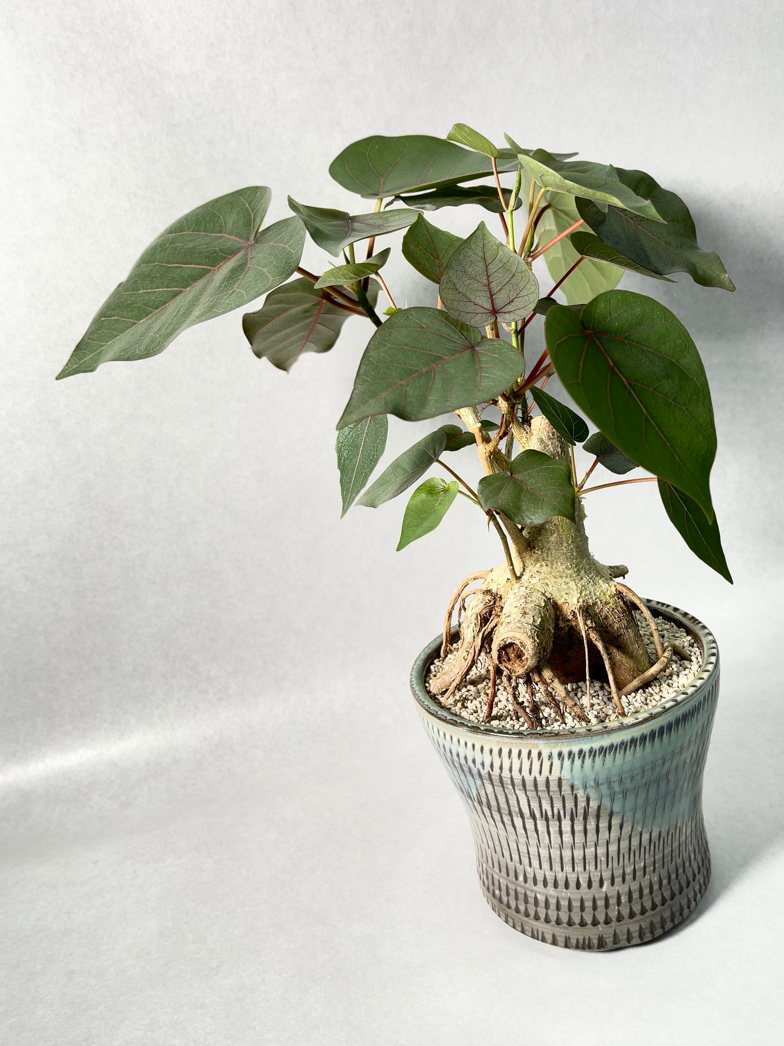 フィカス・ペティオラリス | trigger