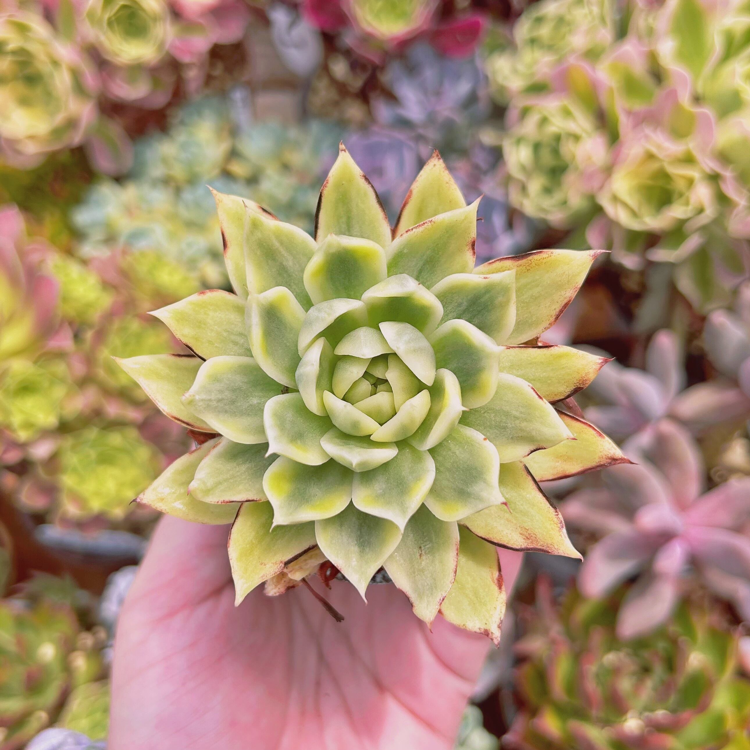 現物　多肉植物　夢蝶錦　抜き苗