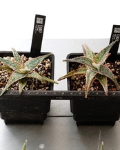 抜き苗 アロエ ドニー Aloe 'Donnie'