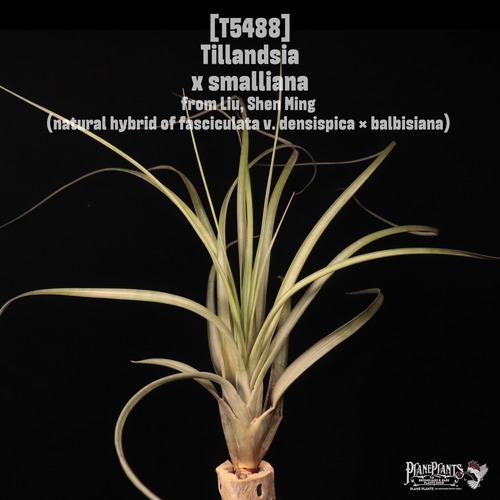 【送料無料】x smalliana〔エアプランツ〕現品発送T5488