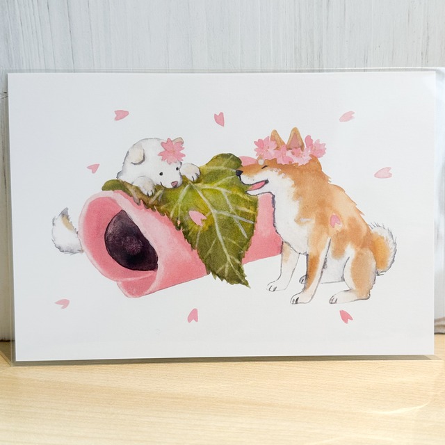 しばいぬと春ポストカード　桜もち