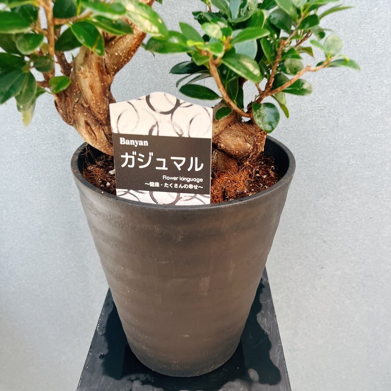 現品］【希少】9番 ガジュマル 曲がり 接木 8号 観葉植物 室内 レア