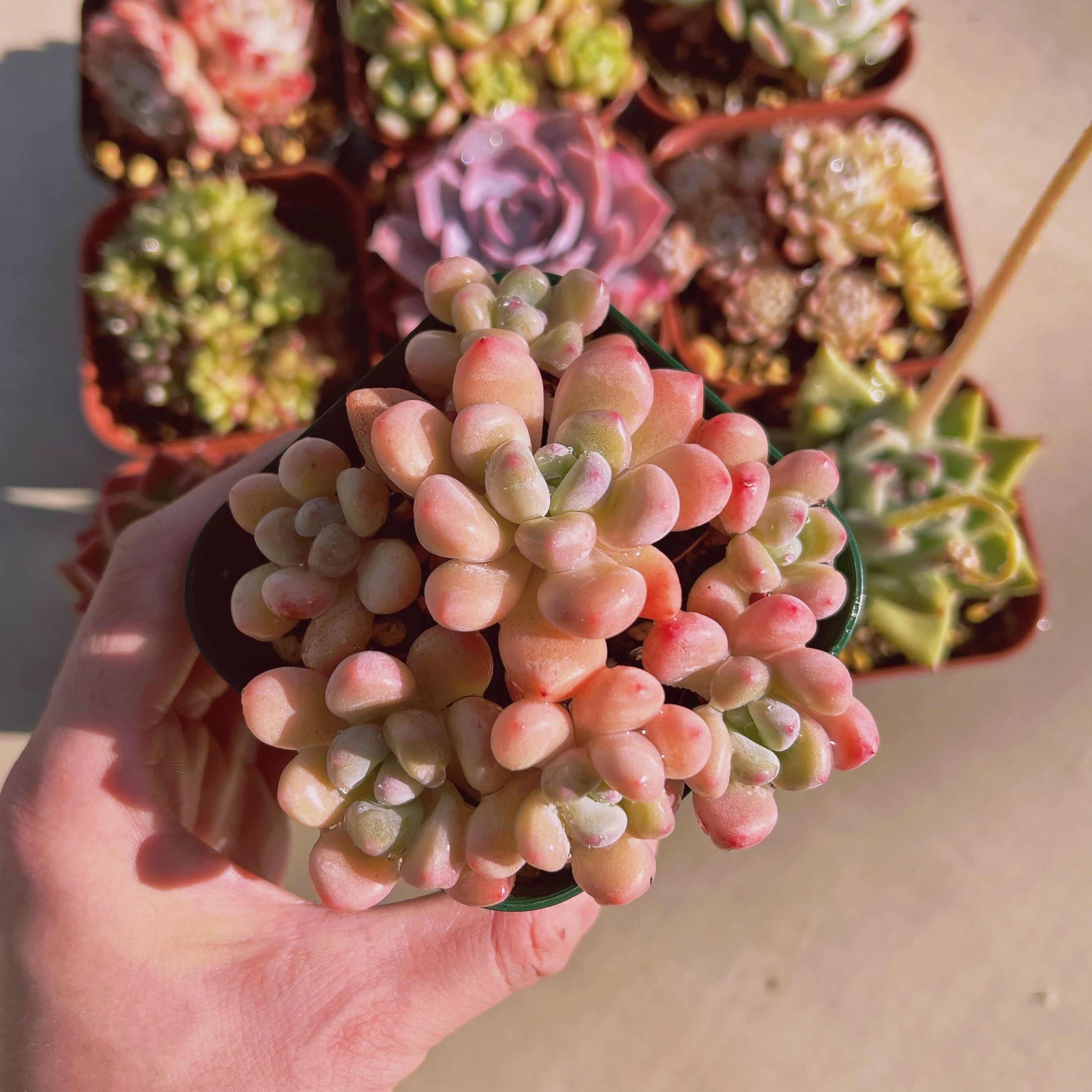 セットS(1月26日base販売会)