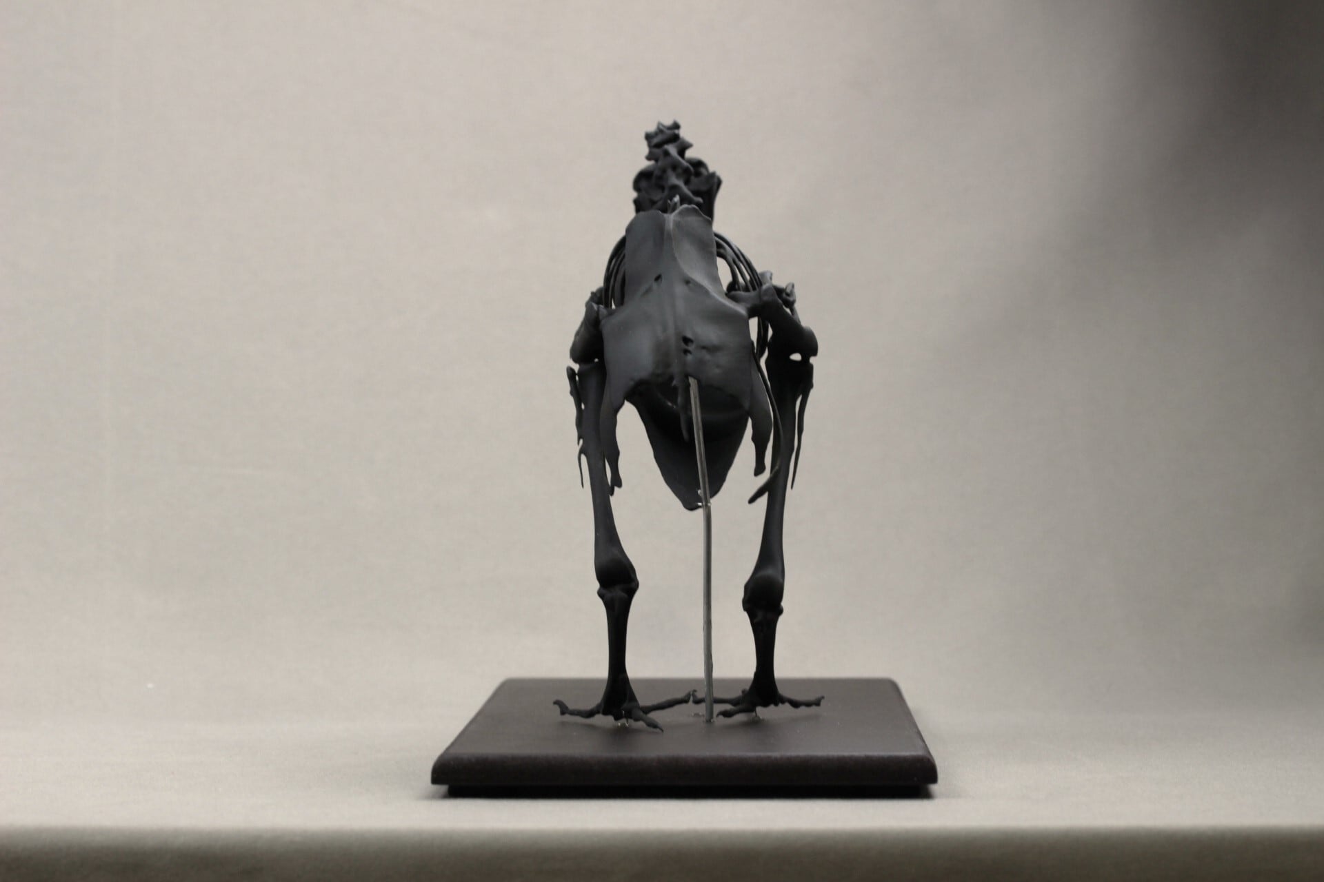 高さ21cm】モーリシャスドードー の縮小全身骨格レプリカ【Dodo