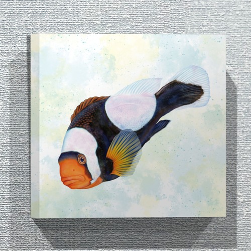 【ファブリックパネル／30×30cm】トウアカクマノミ