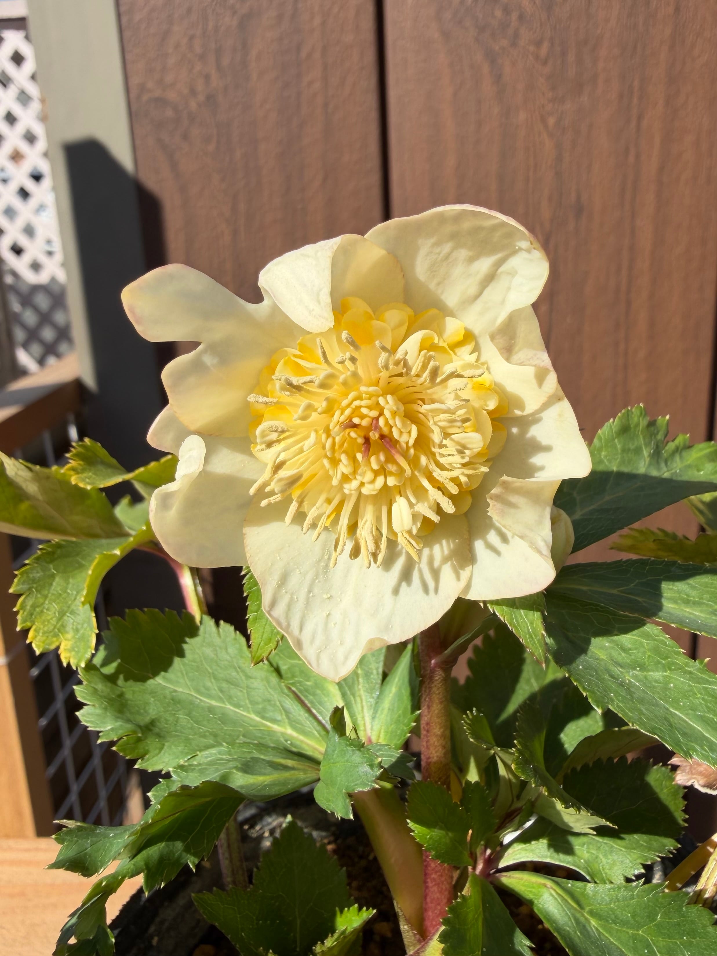 デュメ系オーレアsd 大木ナーサリー クリスマスローズ【Og15】送料無料