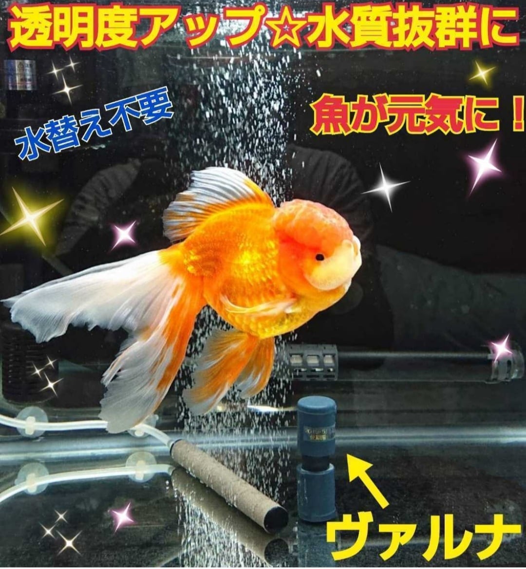 送料無料【ヴァルナ 15センチ】らんちゅうの飼育者が大絶賛！水槽の水 