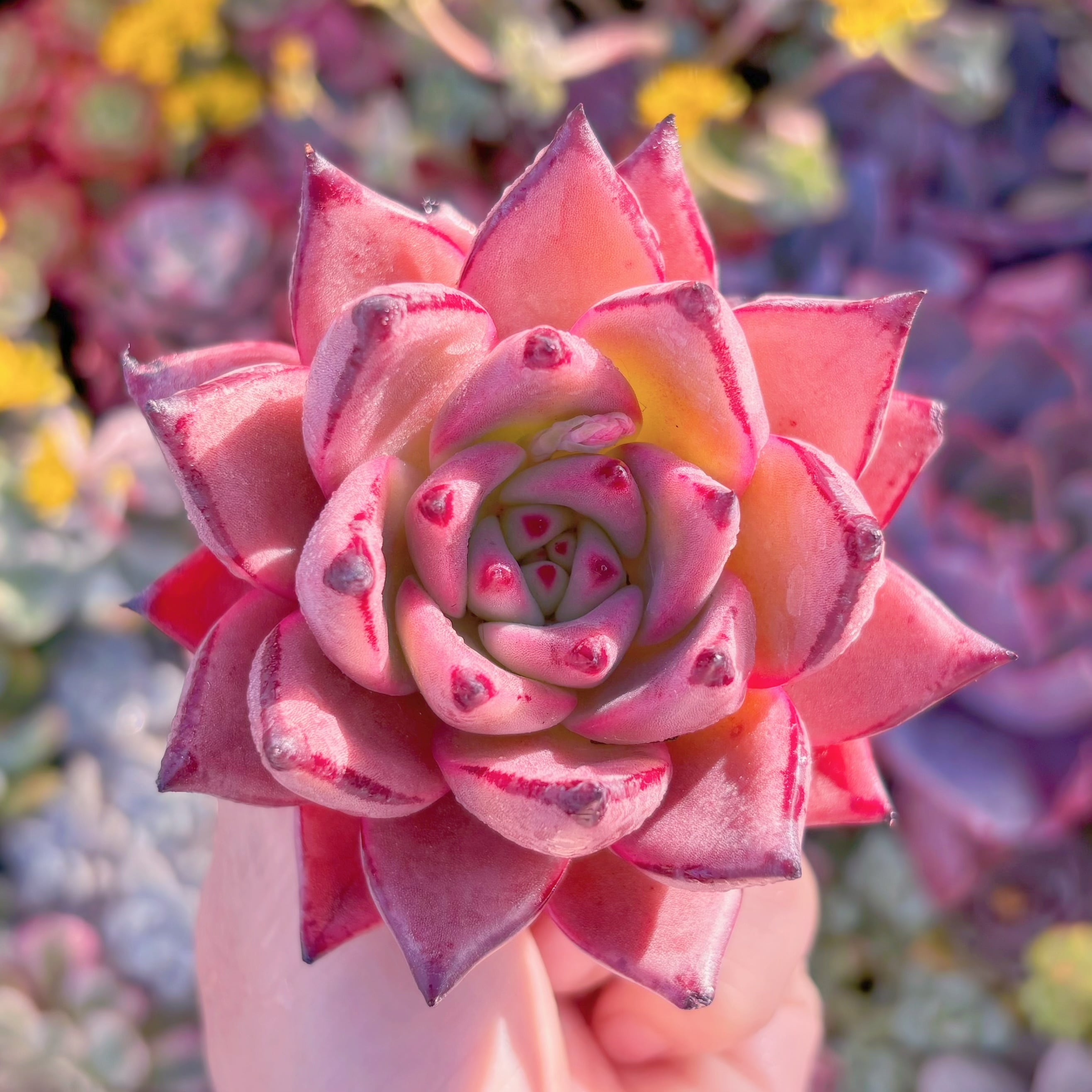 多肉植物　ブラッドロメオ　新入荷　るる農園