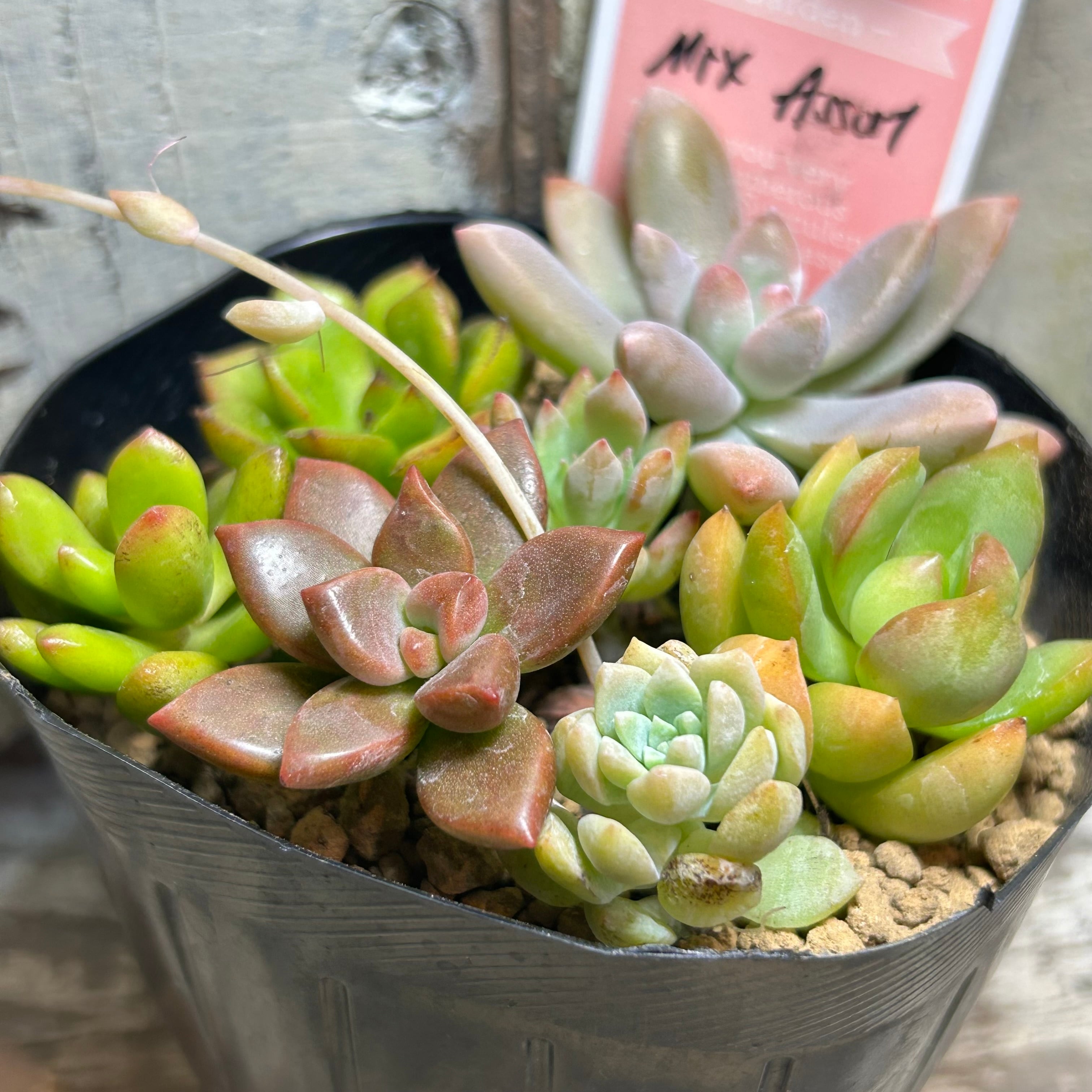 寄せ植え | RuPo 多肉植物専門店