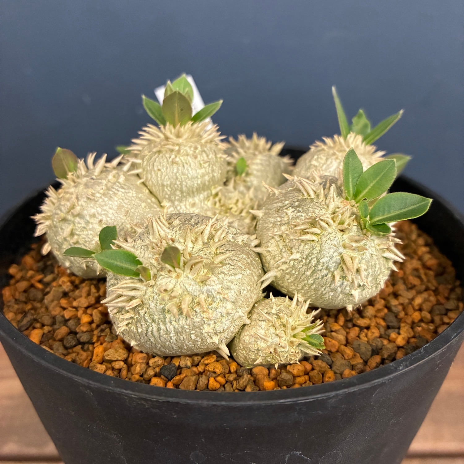 塊根植物 | PROTOLEAF プロトリーフ
