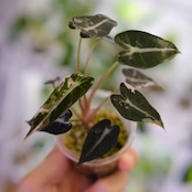 アロカシア バンビーノ ピンク/ Alocasia bambino Pink⑰│観葉植物