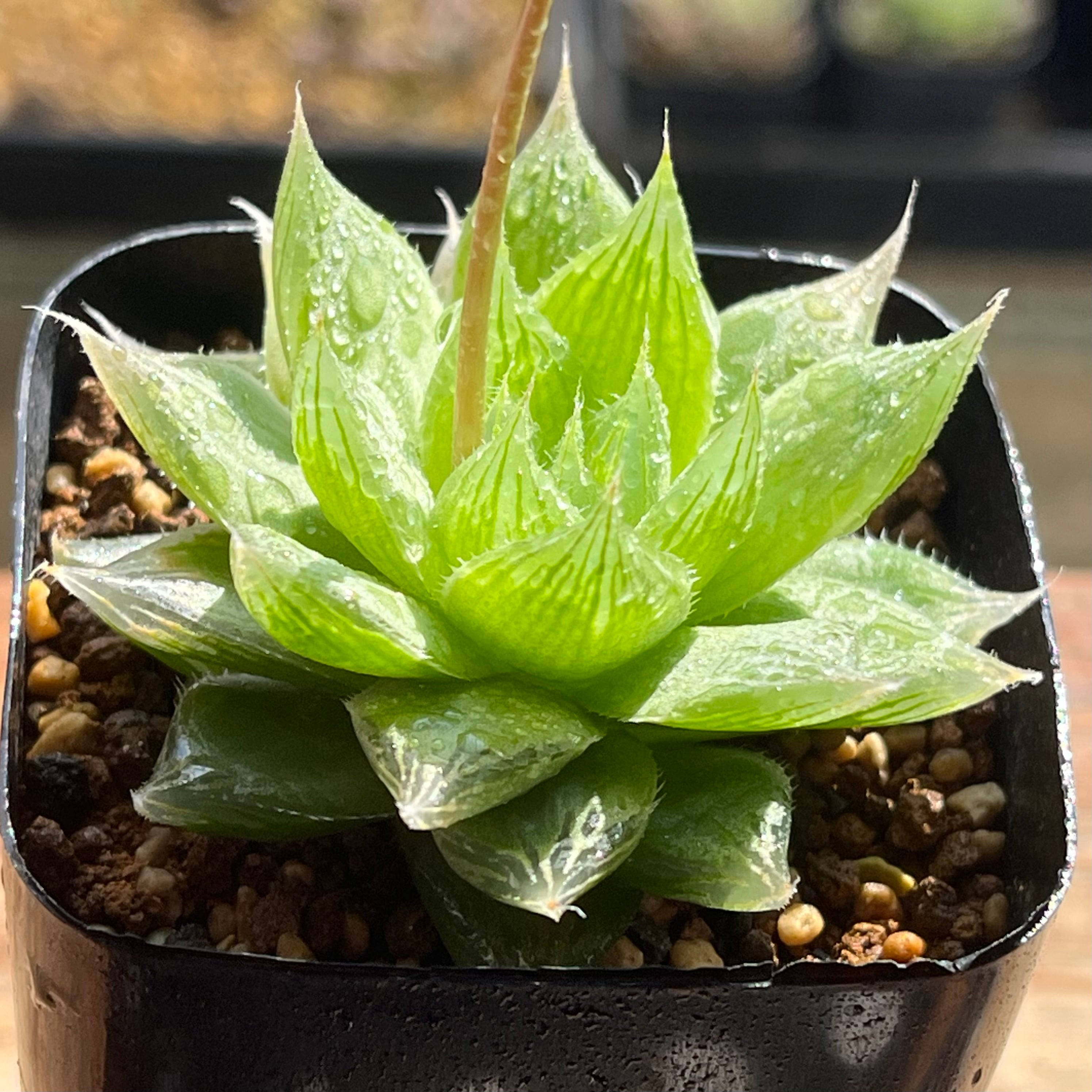 ハオルチア ピグマエアミュータント実生 特異株 | mocono_plants