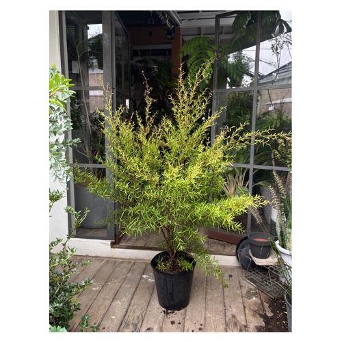 Lemon tea tree
