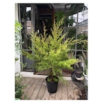Lemon tea tree
