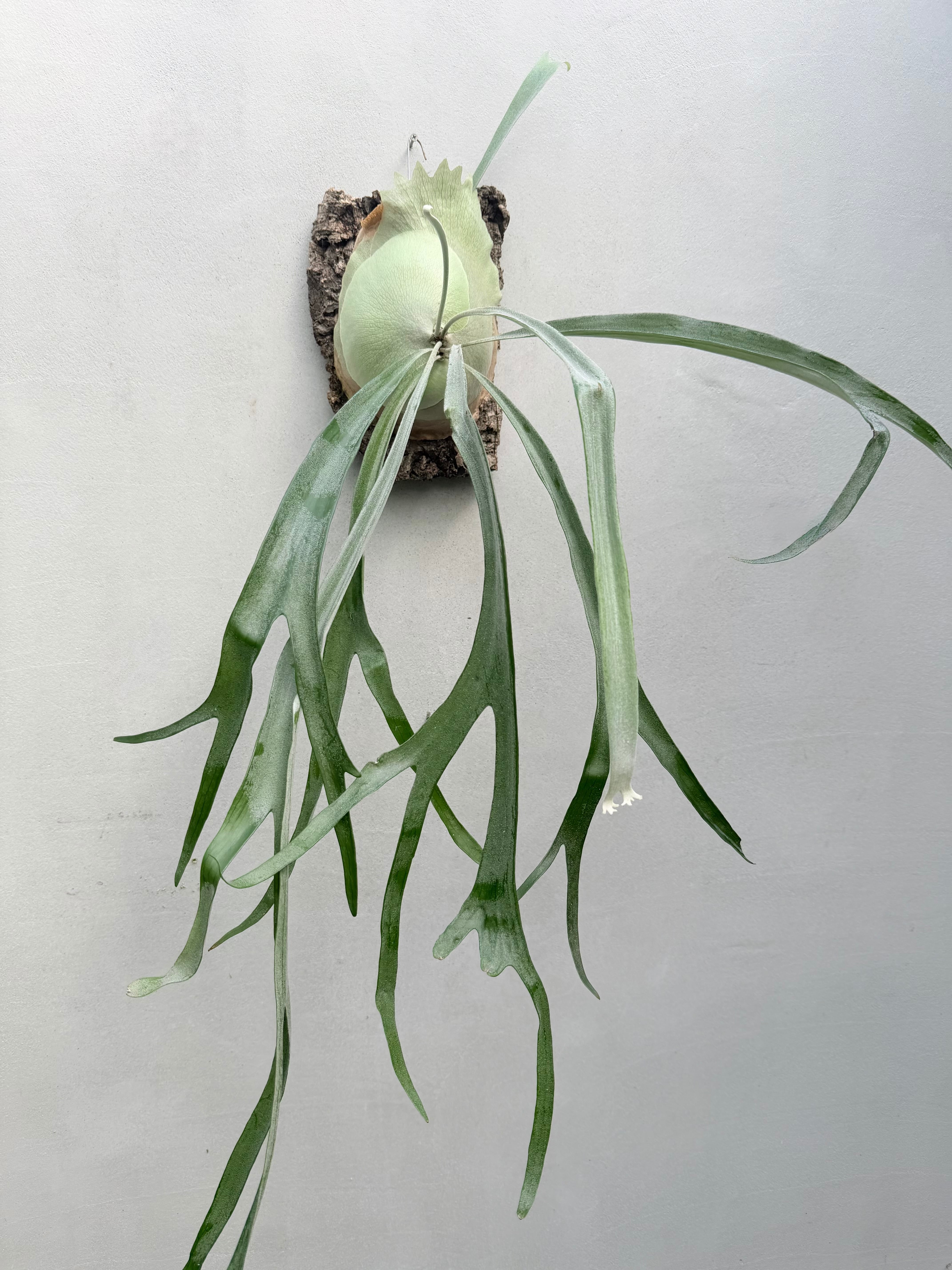 P. 'Musang King' ビカクシダ 'ムーサン キング' | vandaka plants