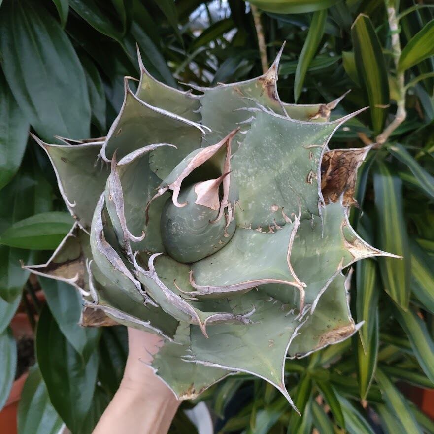 アガベ チタノタ オアハカ Agave titanota Oaxaca 3 | 多肉植物