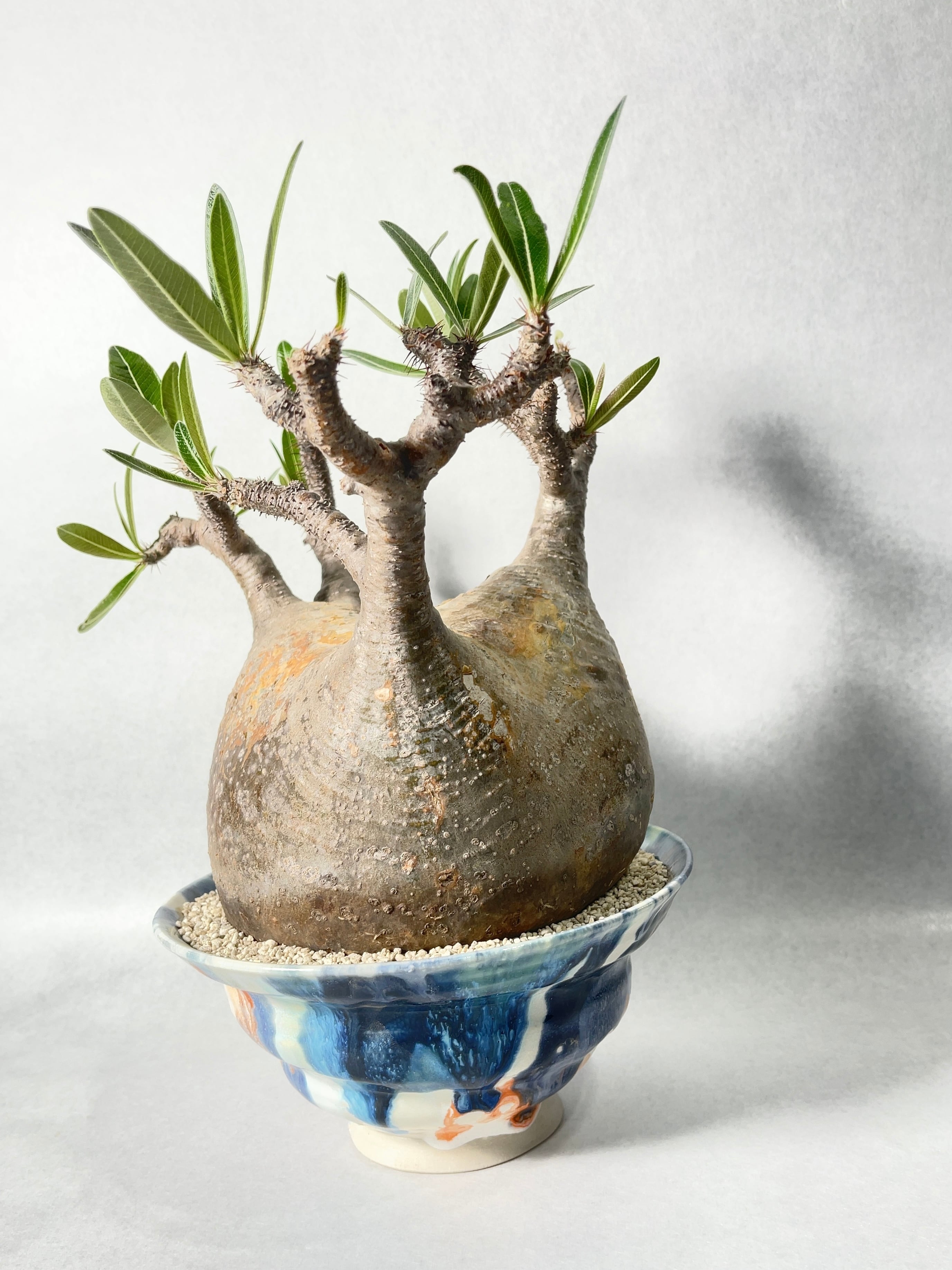 パキポディウム・グラキリス | trigger