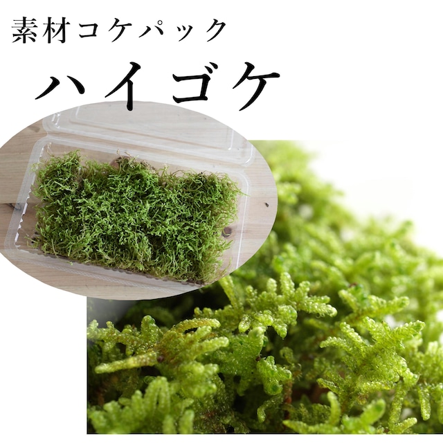 ハイゴケ　苔テラリウム・苔玉作製用素材苔（大パック）