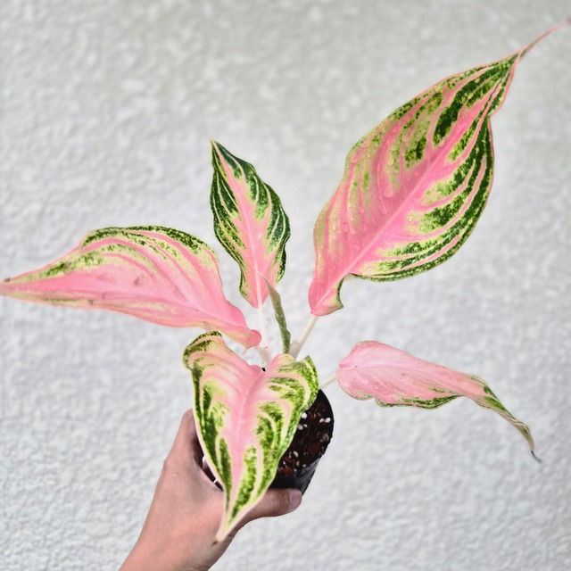 《Aglaonema Pink Panama 》アグラオネマ ピンクパナマ　 観葉植物 ／ポット発送