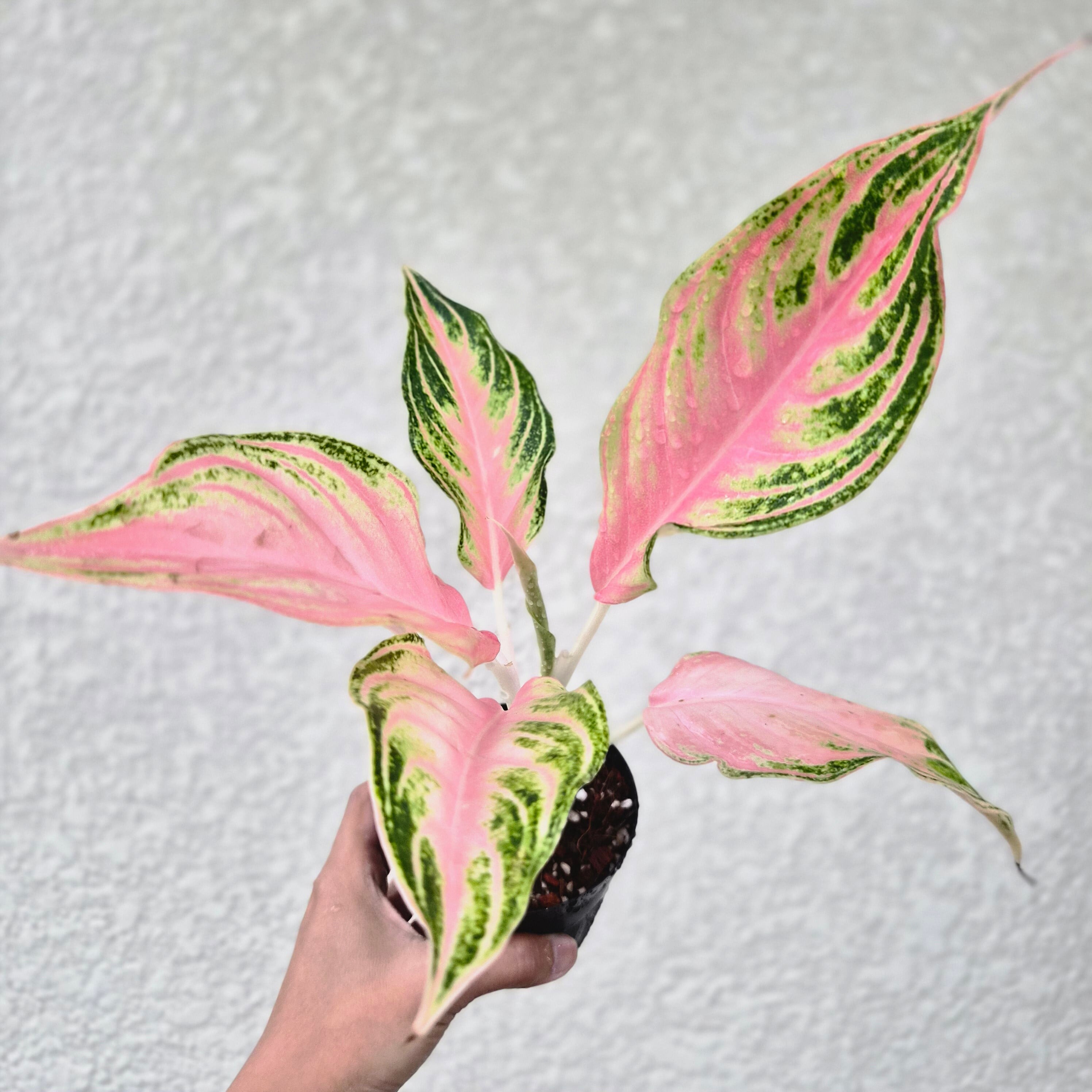 《Aglaonema Pink Panama 》アグラオネマ ピンクパナマ 観葉植物 /ポット発送