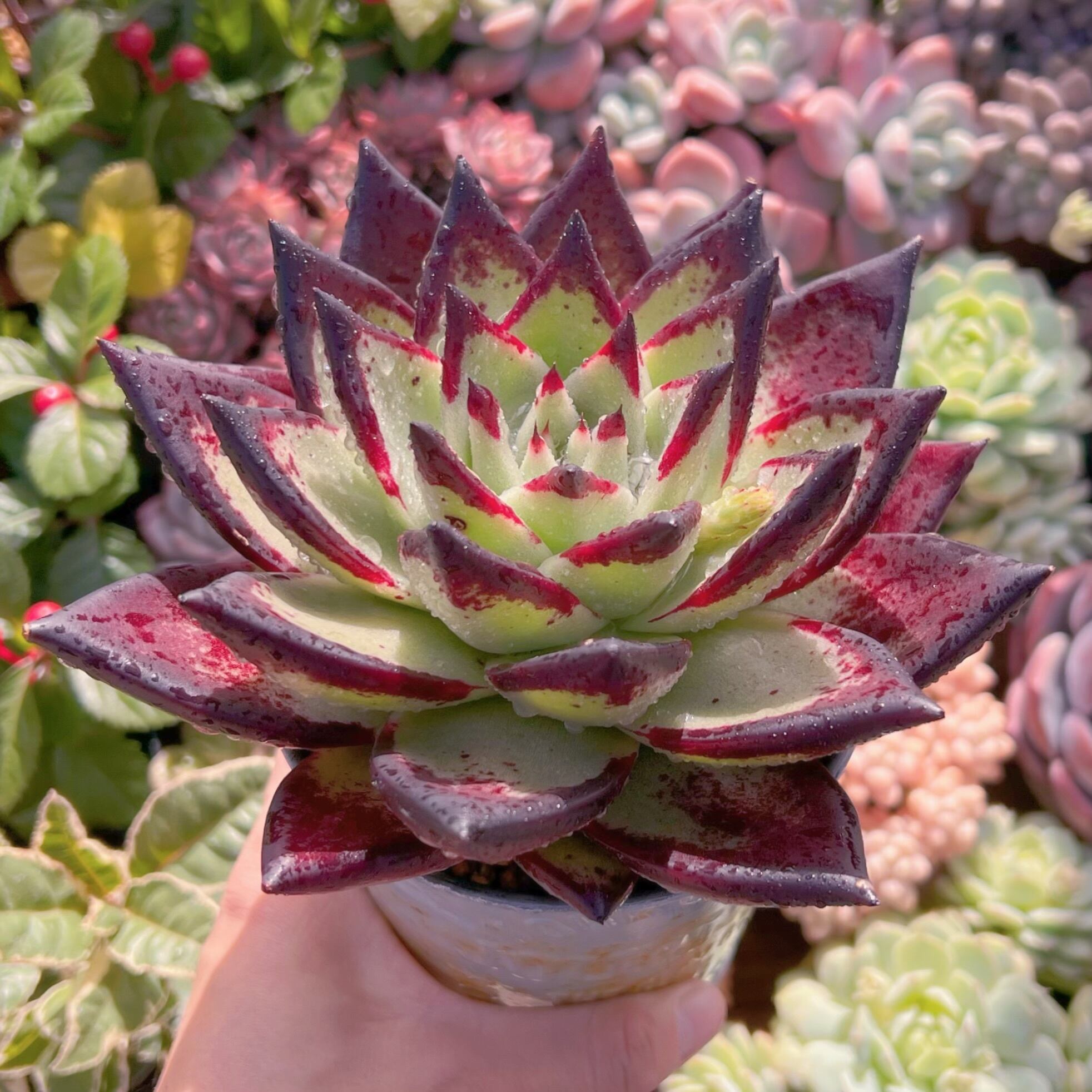 多肉植物 黒魔王 大苗 新入荷 るる農園 | るる農園~多肉植物専門