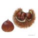 栗　chestnut