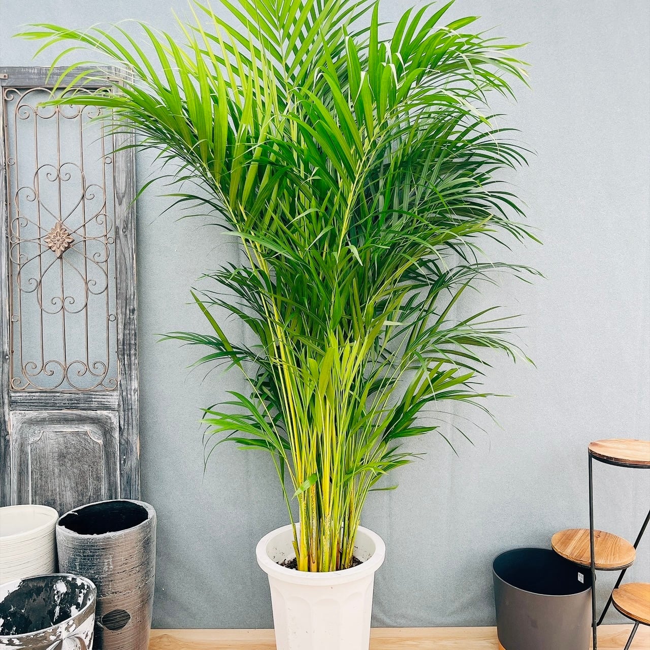 現品］50番 カシワバゴムノキ フィカス リラータ 曲がり 7号 観葉植物