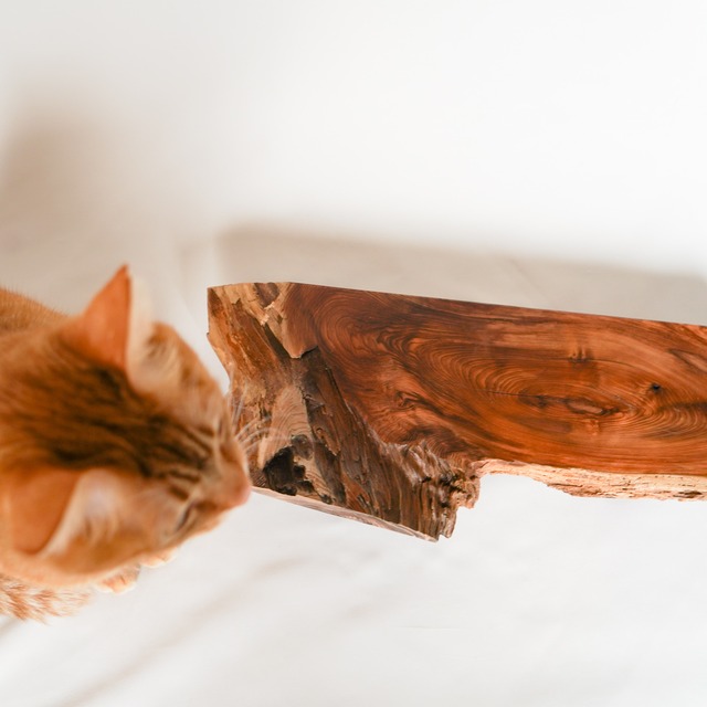 モフモフ用ダイニングテーブル　[ 樹種：杉]　撮影 ディスプレイ用にも