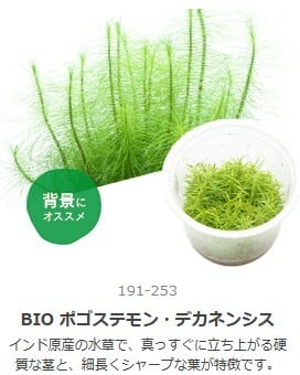 水草 | aquarium shop earth