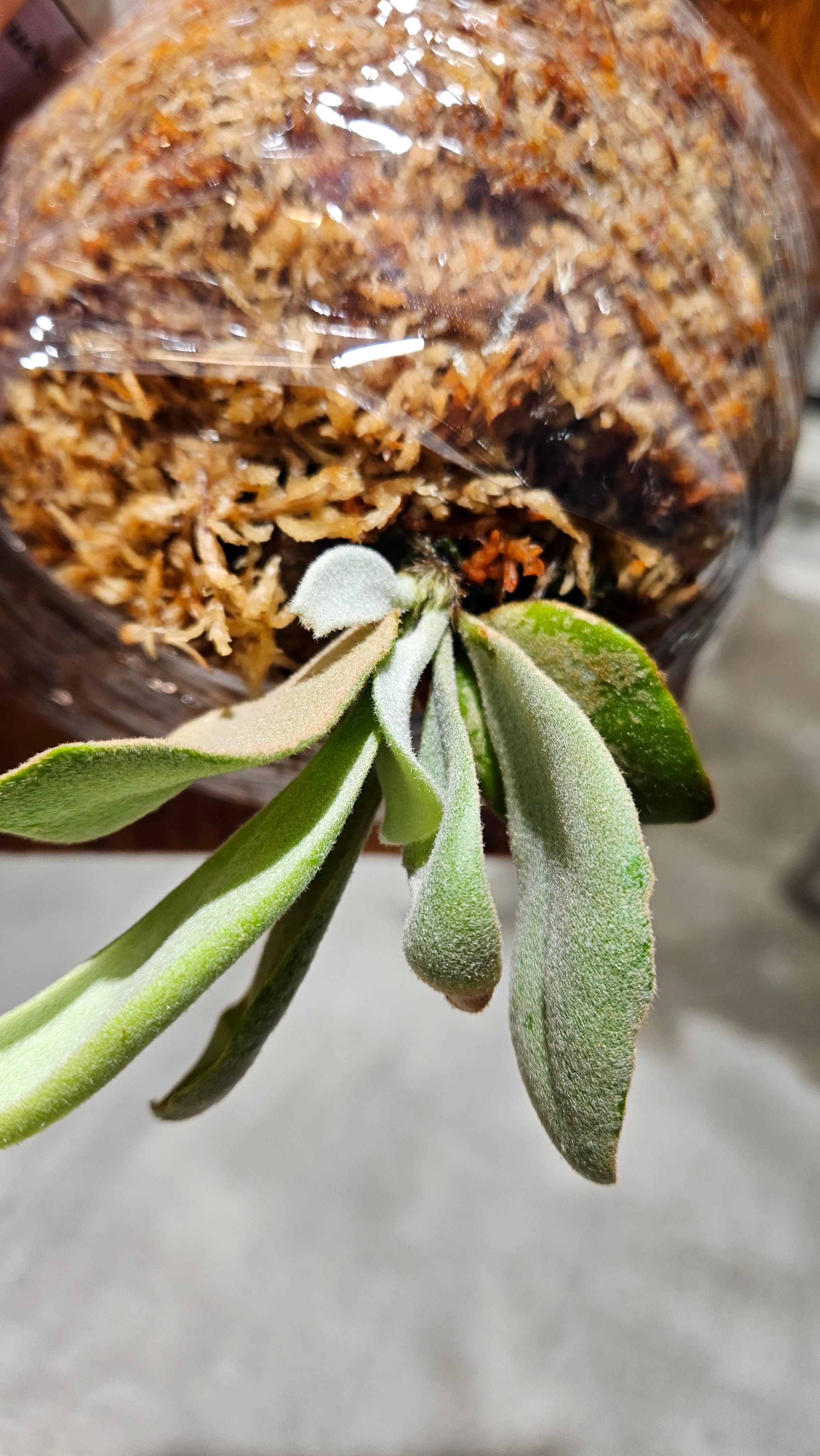 ビカクシダ Willinckii Pearl Queen Pups Willinckii Pearl Queen Pups - メルカリ