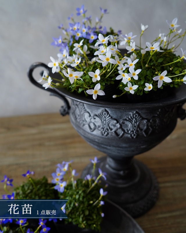 ヒナソウ 　白・水色　2.5号