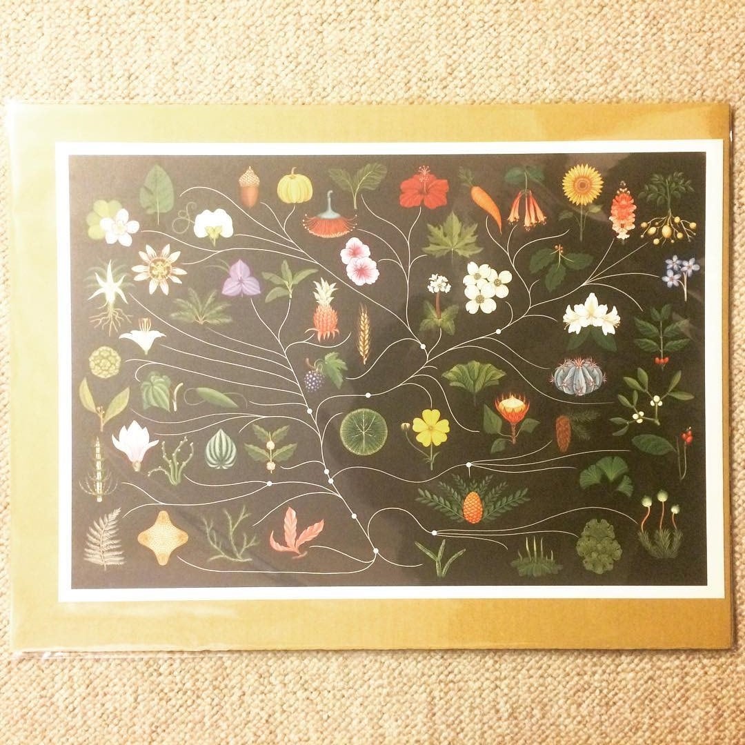 ミニ ポスター「植物画　ボタニカルアート　黒」 - 画像1