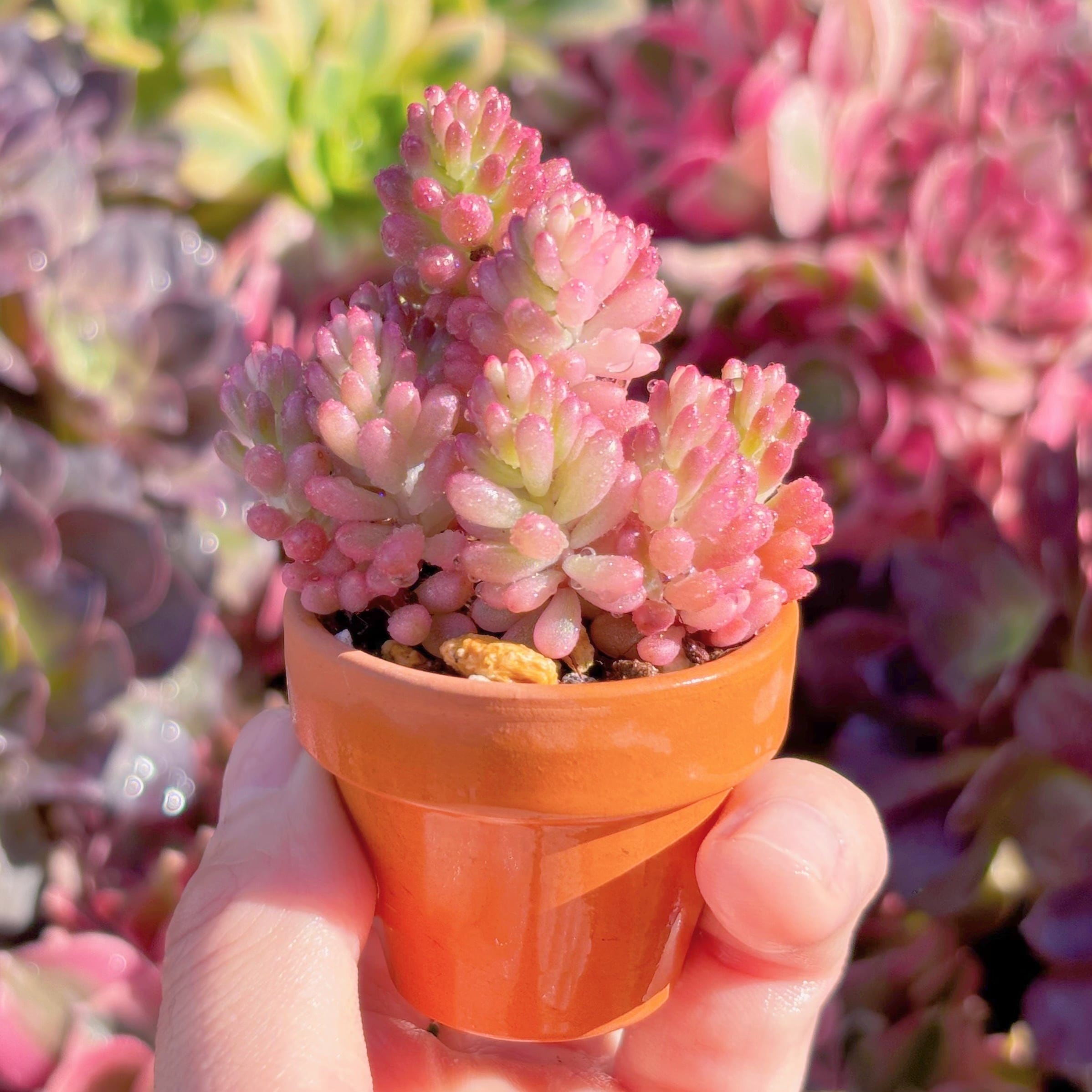 多肉植物 レッドベリー錦 新入荷 るる農園 | るる農園~多肉植物専門