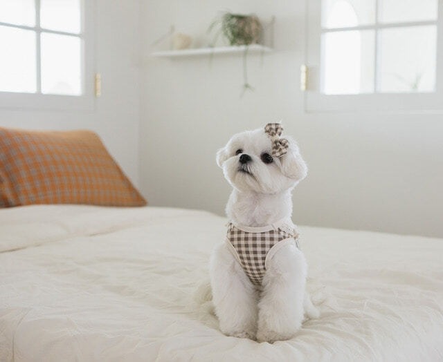 即納【ruanddam】コージーチェックオールインワン ベージュ