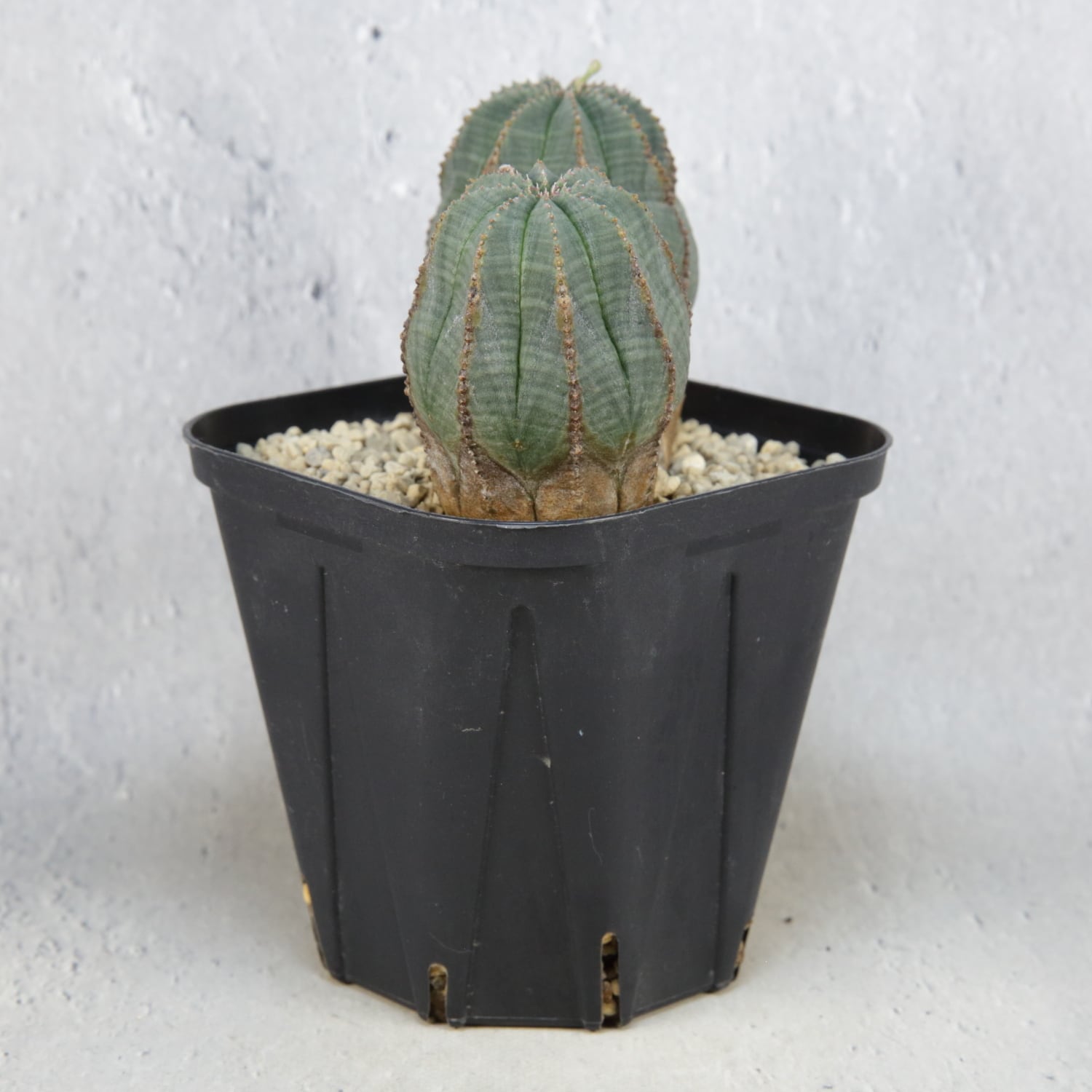 ダブルヘッド オベサ / 木質化 ユーフォルビア | LIGHTHOUSE.PLANTS