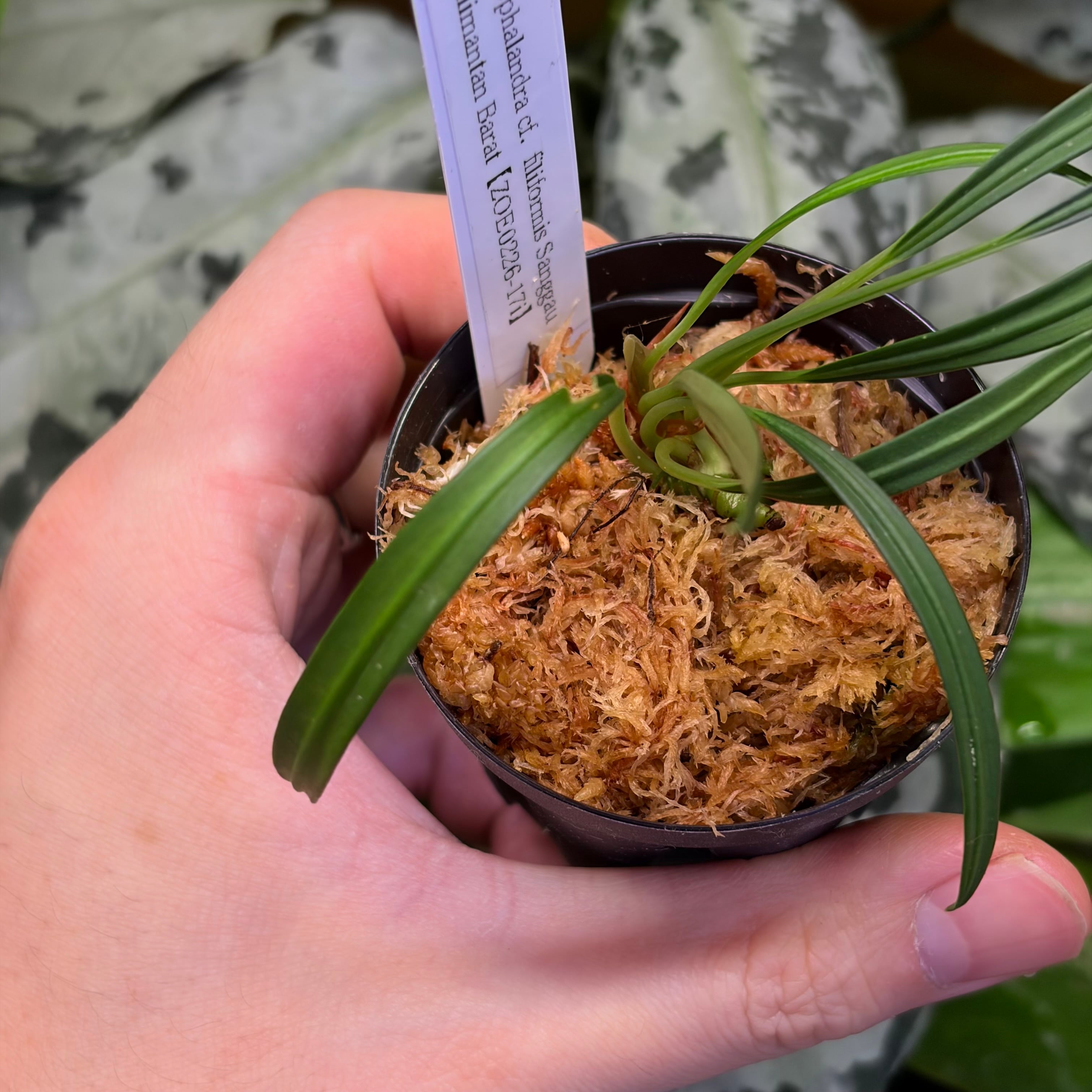 Bucephalandra cf. filiformis Sanggau Kalimantan Barat【ZOE0226-17i