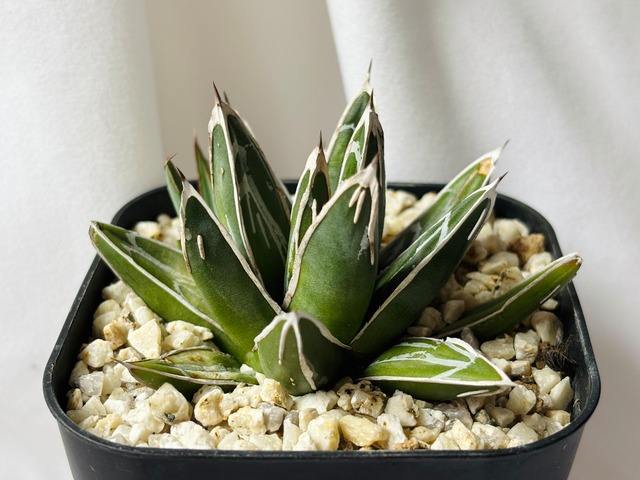 Agave victoriae reginae アガベ 笹の雪 多肉植物