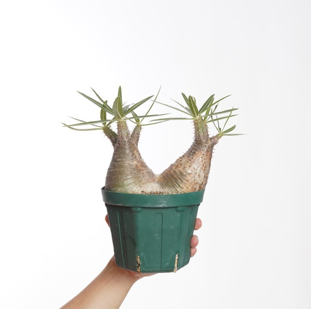 パキポディウム グラキリス no.13〈発根済み〉