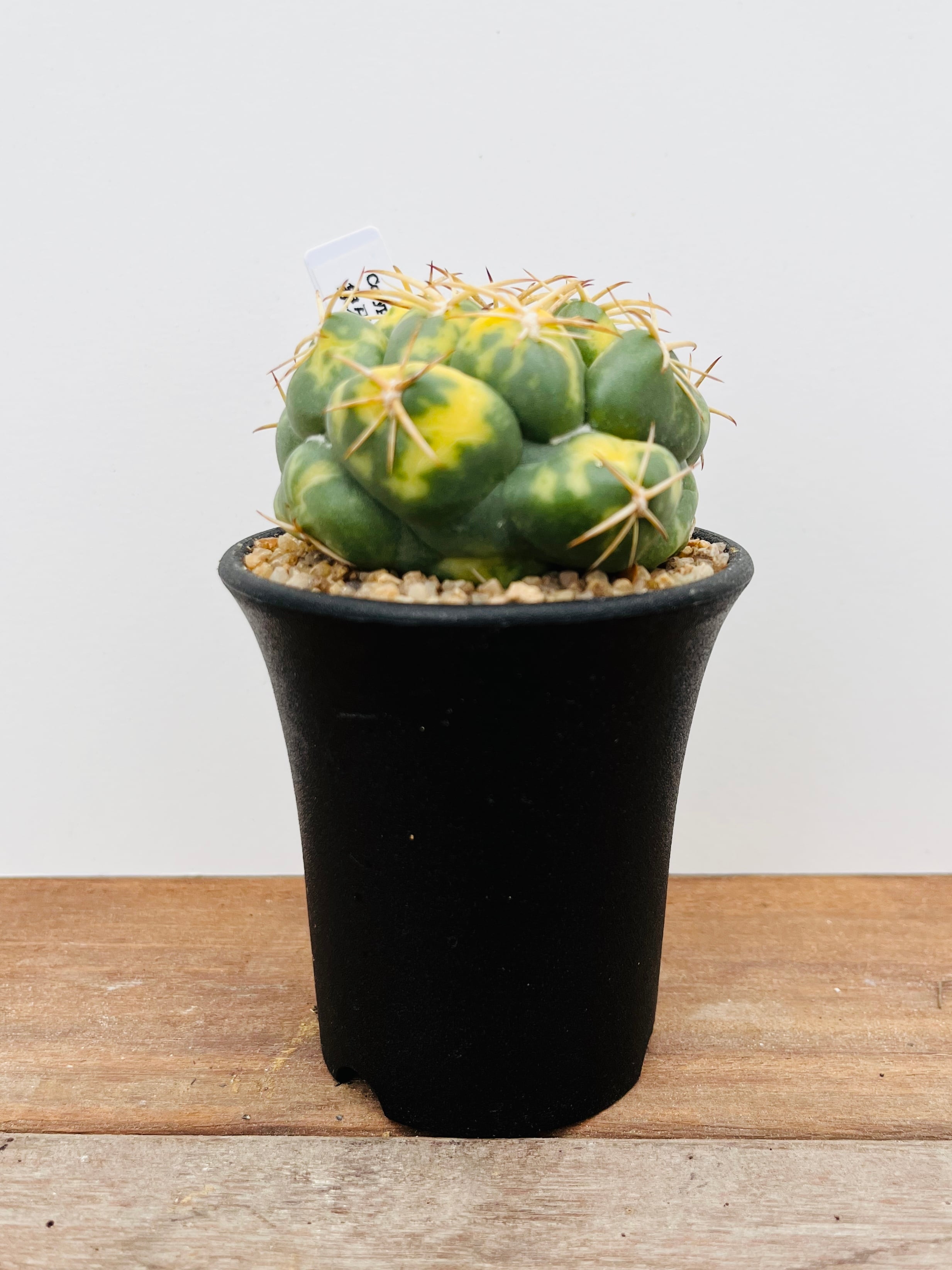 Coryphantha elephantidens コリファンタ 象牙丸錦 サボテン | PAY ID