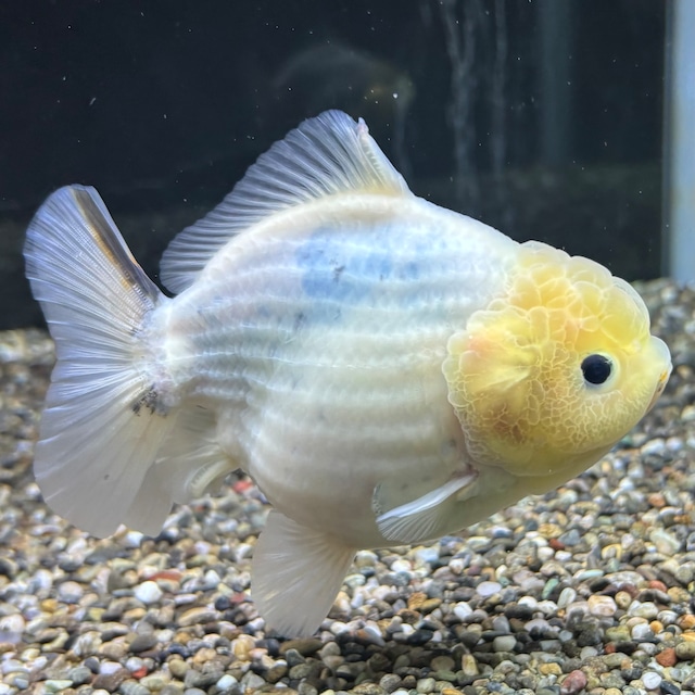 【セレクト】オランダST １２ｃｍ