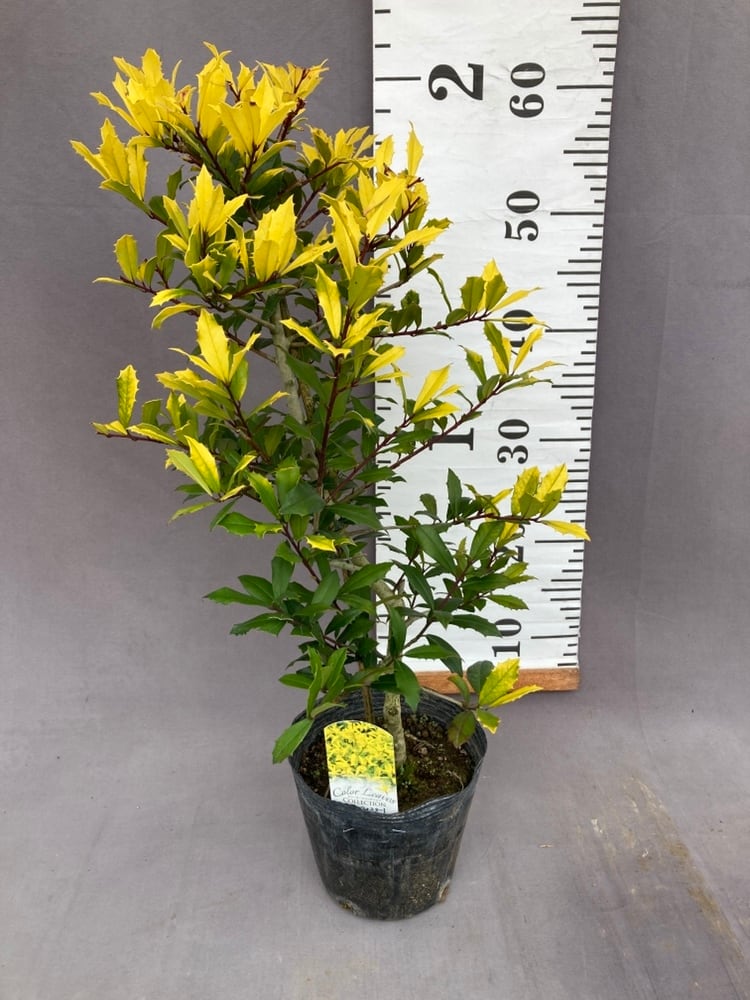 樹木 | 日本ライン花木センター