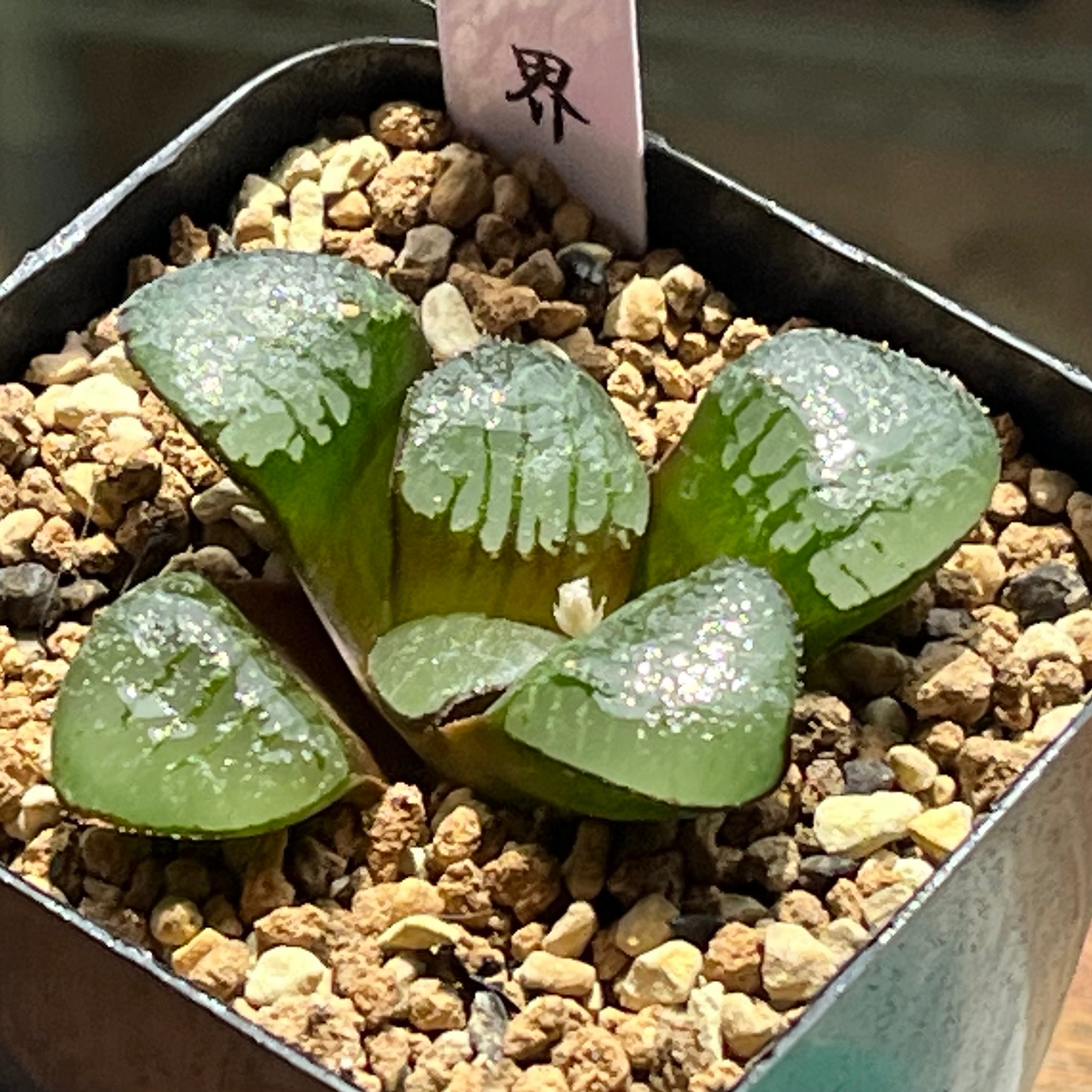 ハオルチア B型コンプトミュータント錦 | mocono_plants