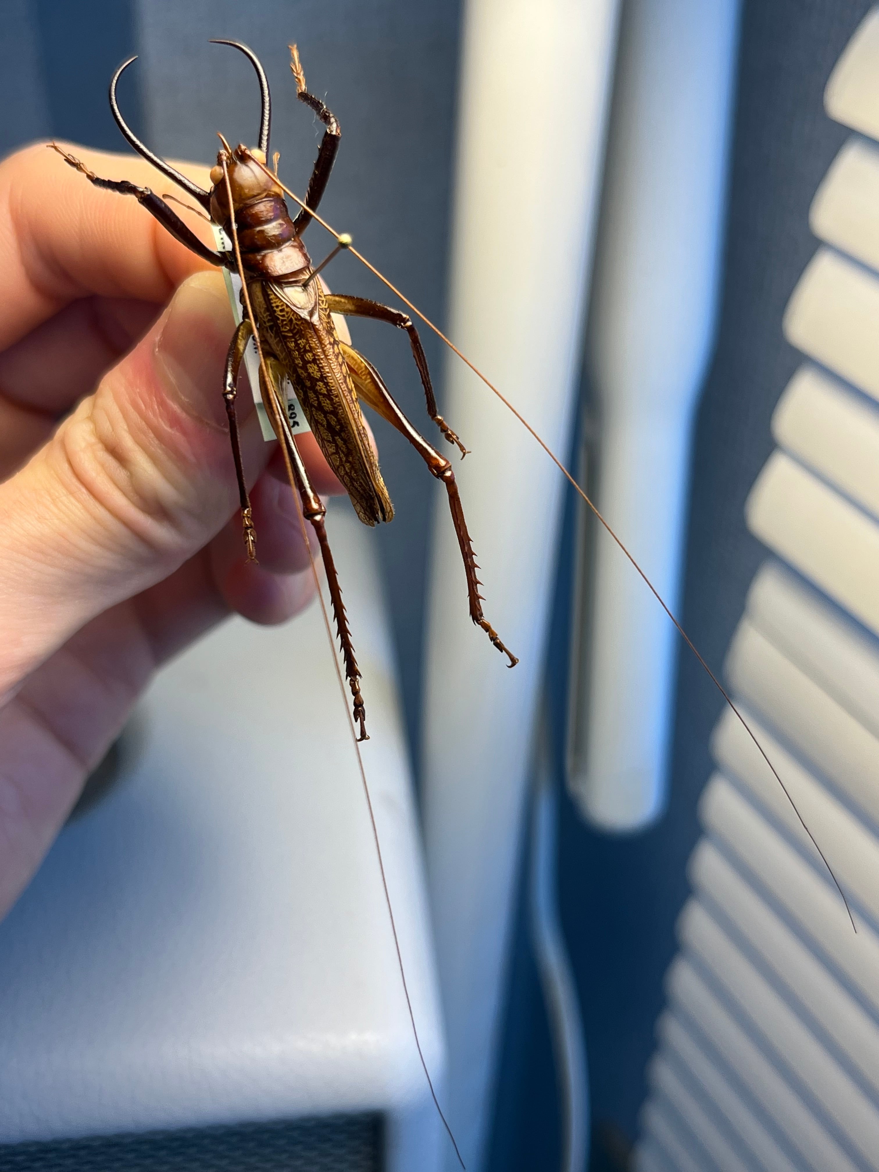 極美展足】クワガタキリギリス 化け物キリギリス 昆虫標本 ウェタ