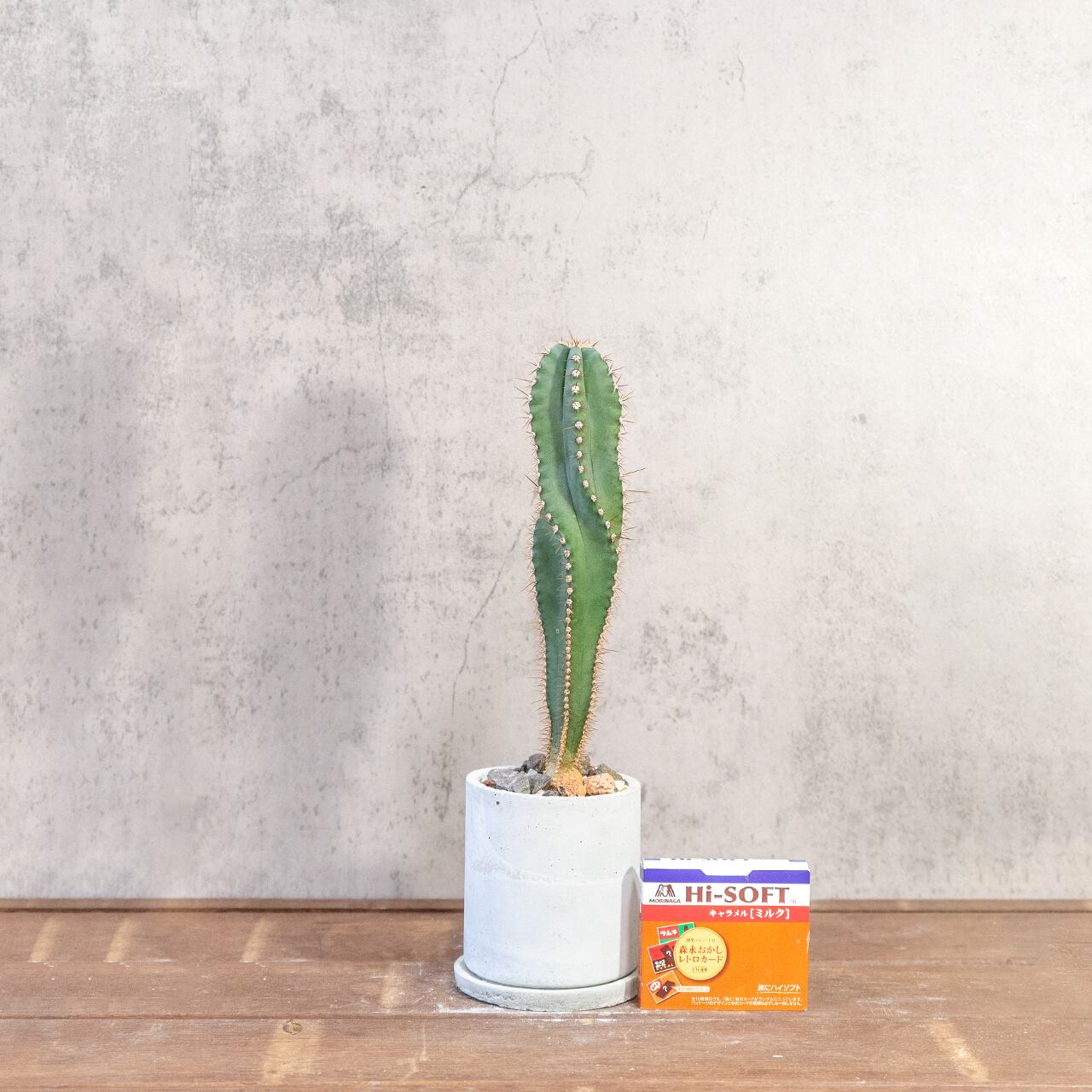 セレウス・スピラリス｜スパイラルフォルムが魅力の一点物サボテン【手づくりモルタル鉢】