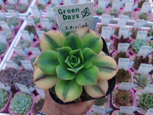 アエオニウムスターバースト